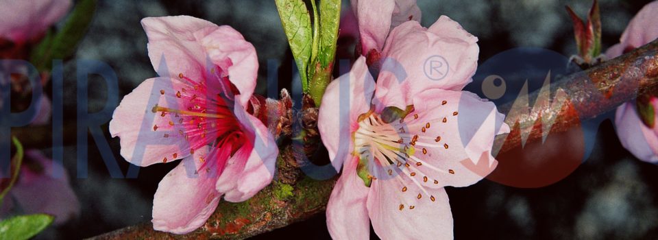 Piranus flowers peach tree